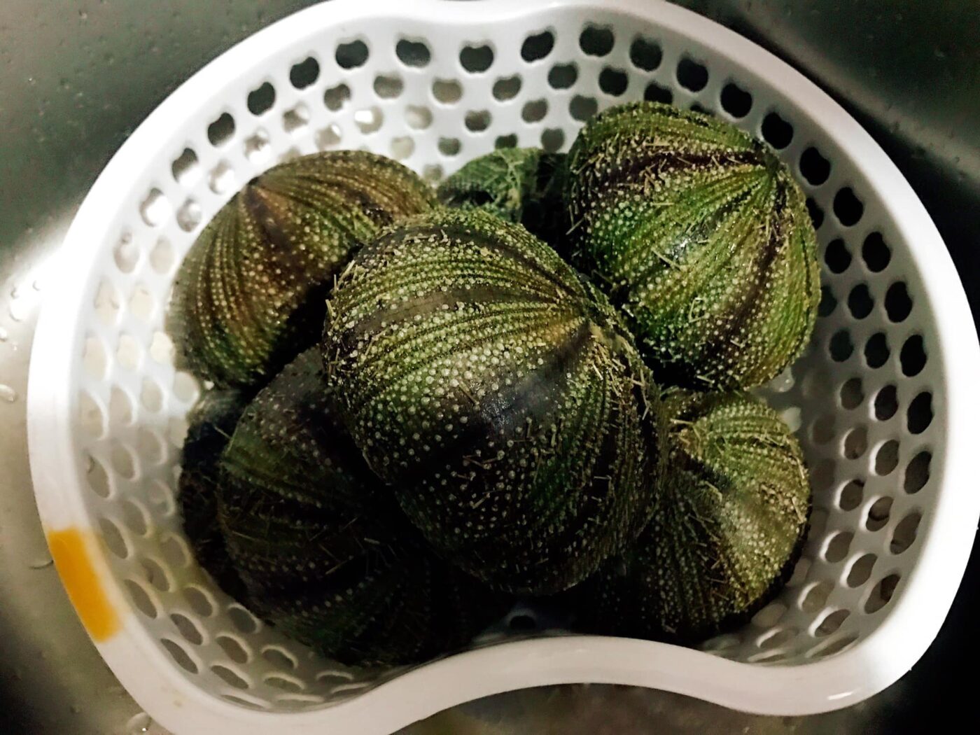 Nhum biển Côn Đảo