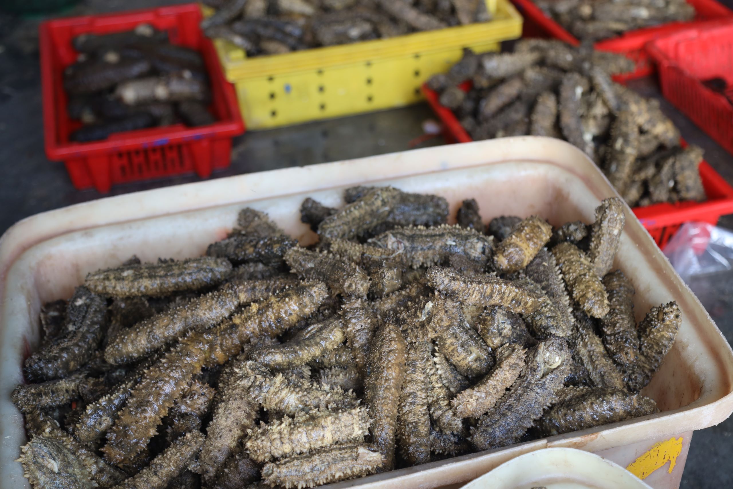 Hải sâm Phú Quý