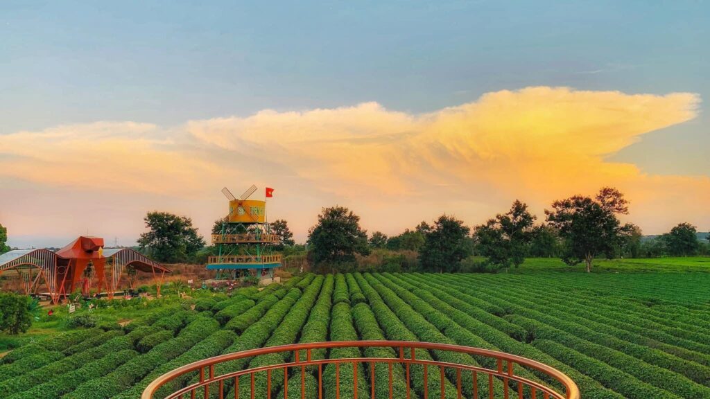 Biển hồ Chè Gia Lai
